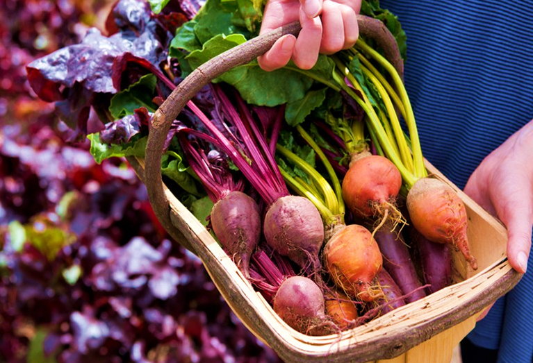 Varieties of Beetroot for Allotment