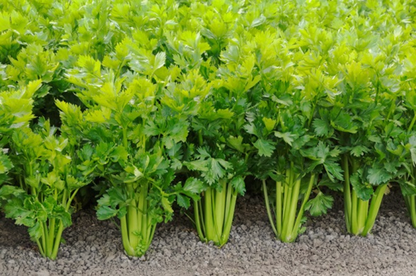Varieties of Celery for Allotment Garden