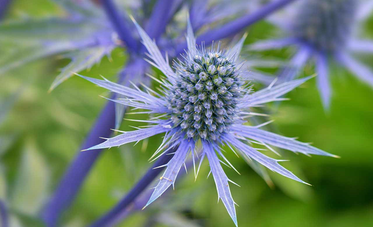 Benefits of Growing Eryngium Flowers in Allotment Gardens