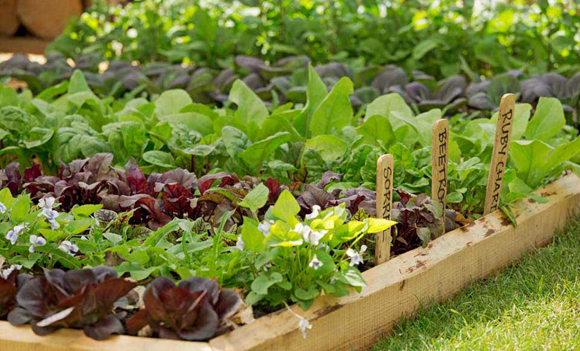 Growing Edibles in Allotment Gardens