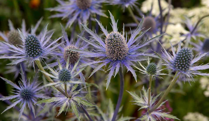 Growing Eryngium Flowers in Allotment Gardens