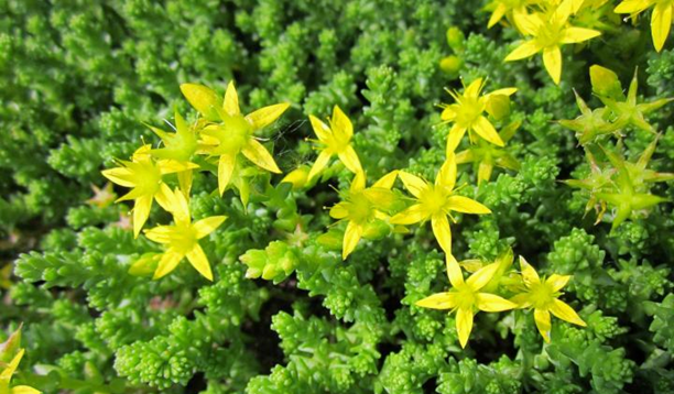 Growing Sedums in Allotment Gardens