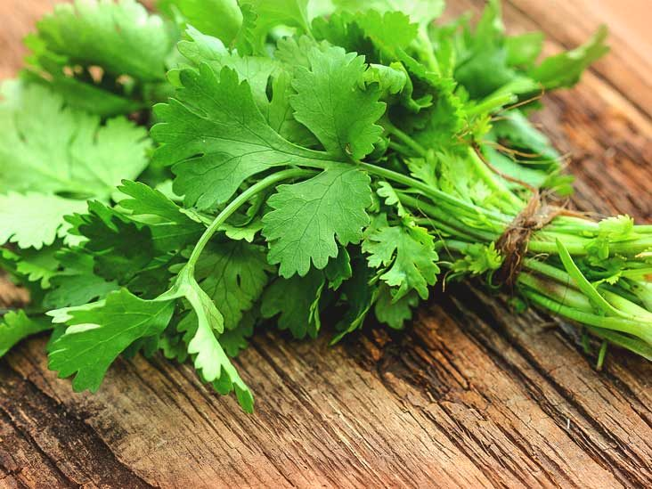 Parsley Herb for Gardening