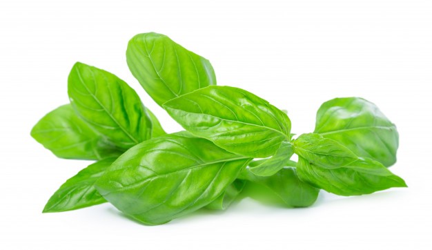 All you need to know about basil herb