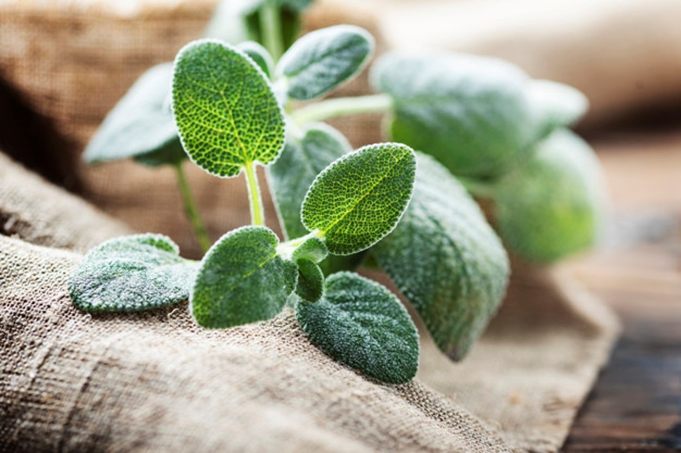 Health Benefits Of Sage Herb