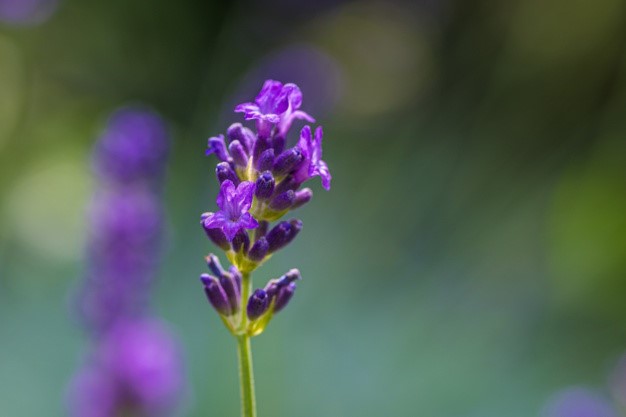 All you need to know about lavender herb