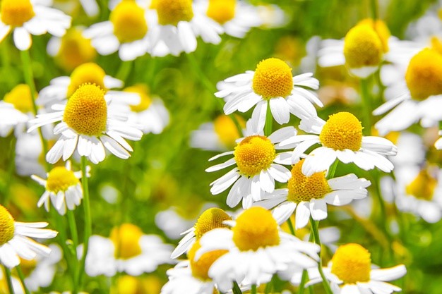 Health Benefits And Uses Of Chamomile Herb