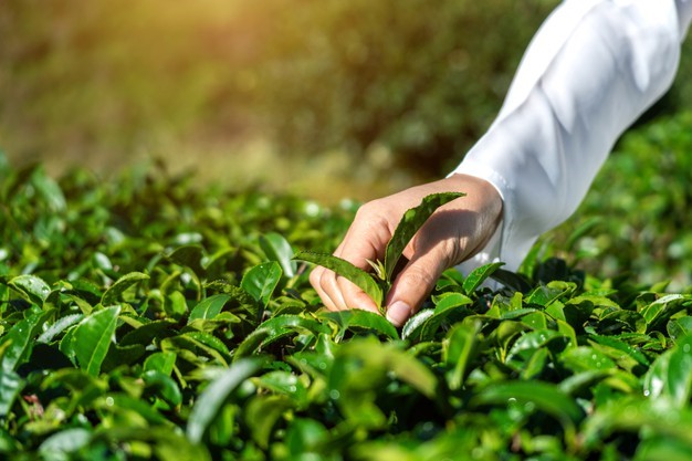 How To Start A Herb Garden?