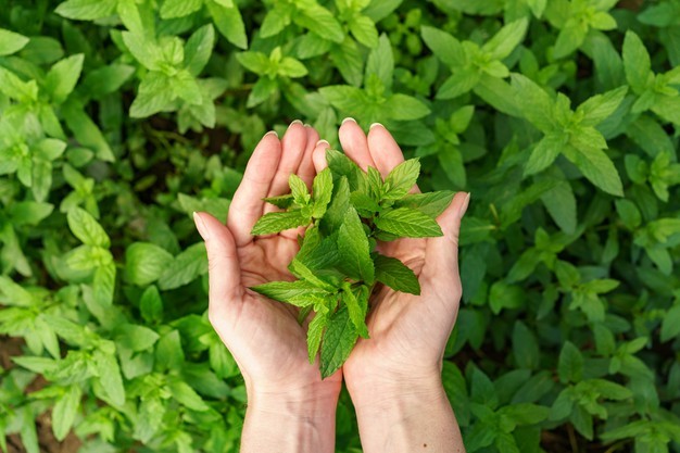 Health Benefits of Mint Herb