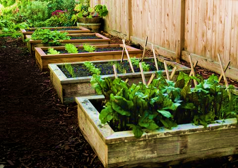 Raised Beds Improve Conditions for Plants