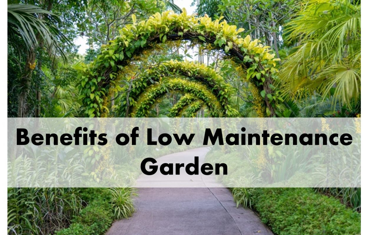 Benefits Of Low Maintenance Garden