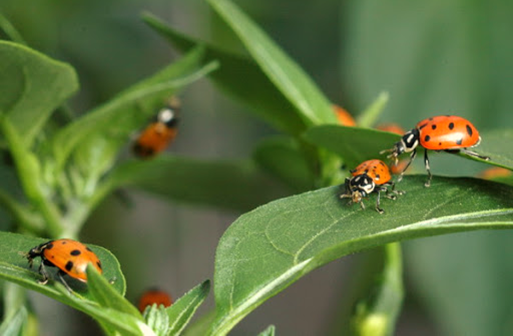 Beneficial Insects for Eco-Gardening
