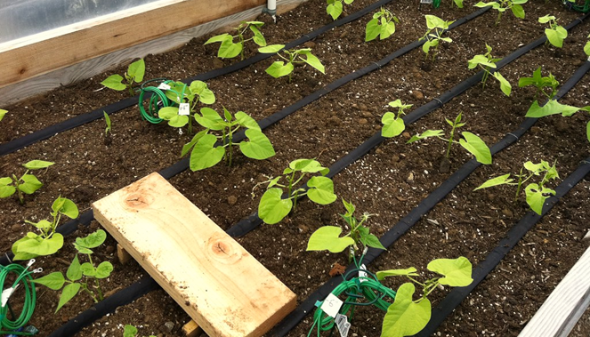 Benefits of Drip-Irrigation System for Raised Bed Gardens
