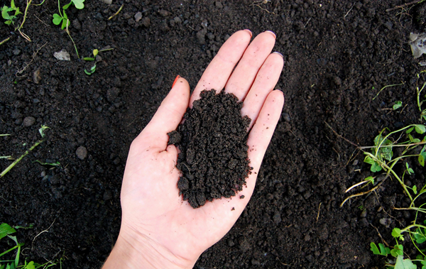 Benefits of Loam Soil for Organic Gardening