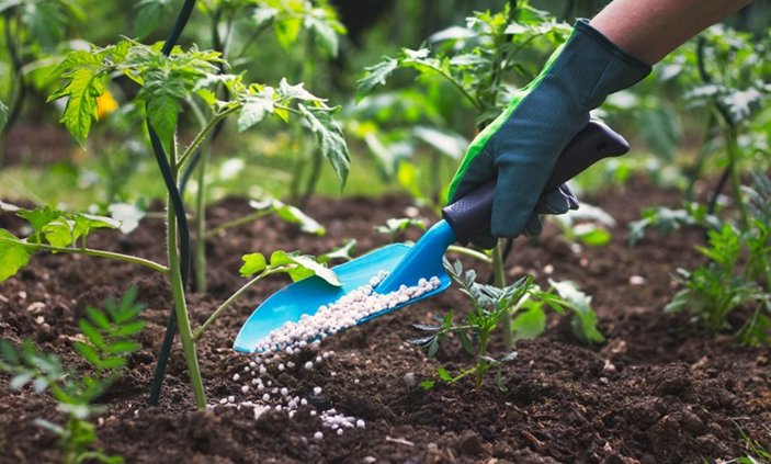 Best Fertilizers for Raised Bed Gardening