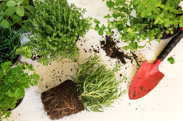 Best Herbs for Eco-Gardening