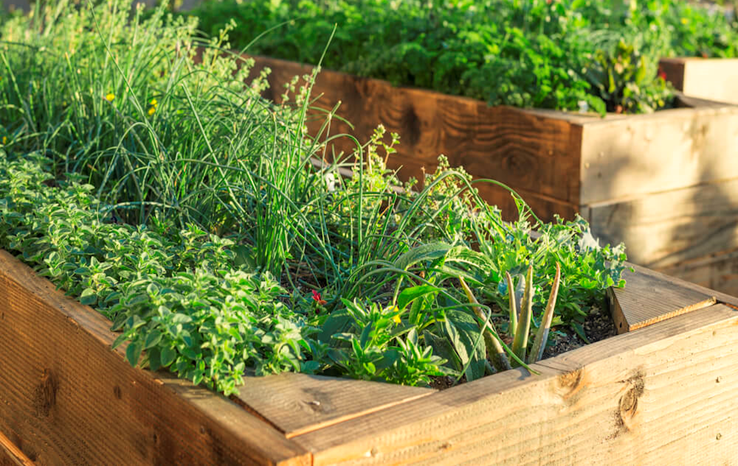 Best Herbs for Raised Bed Gardening