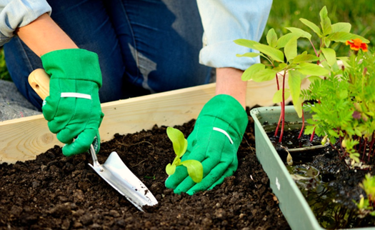 Choosing Plants for Eco-Gardening