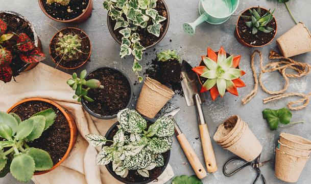 Eco-Friendly Plant Pots