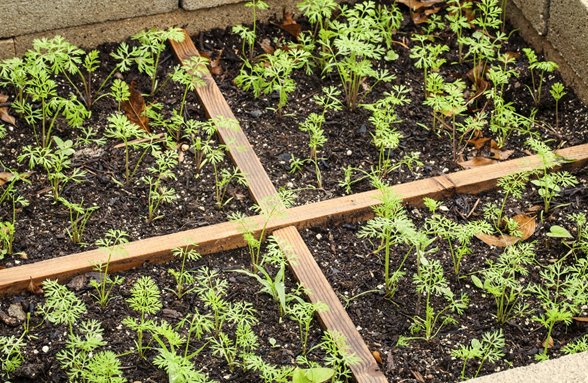 Factors Affecting Raised Bed Gardening