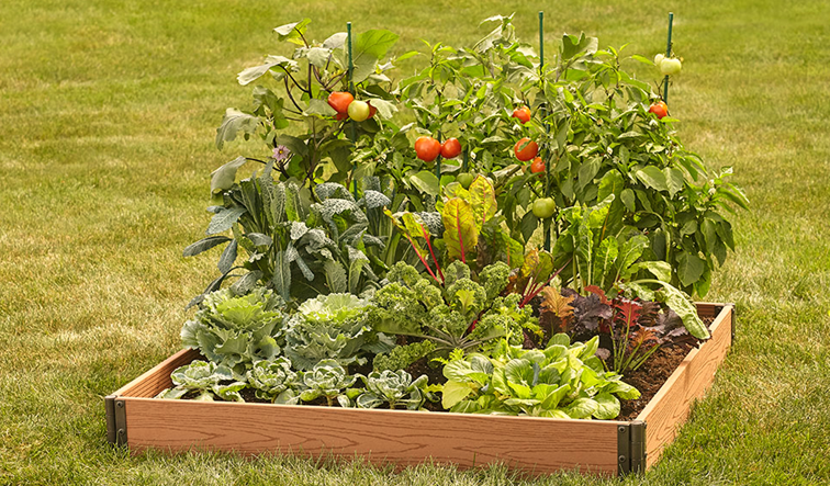 Growing Vegetables in Raised Garden Beds