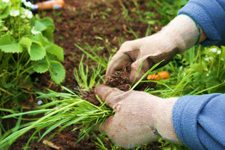 Killing off Weeds in Garden Beds