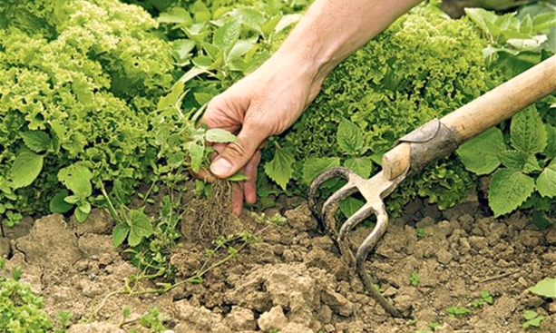 Organic Weed Control Tips for Eco-Gardening