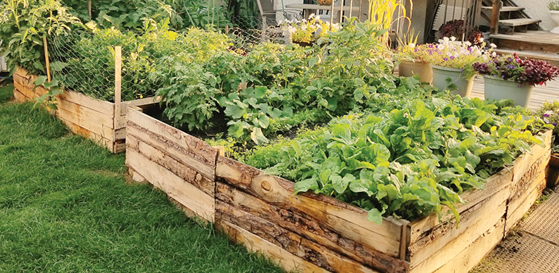 Pallet Raised Garden Beds