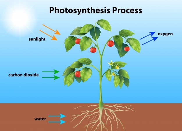 All you need to know about photosynthesis
