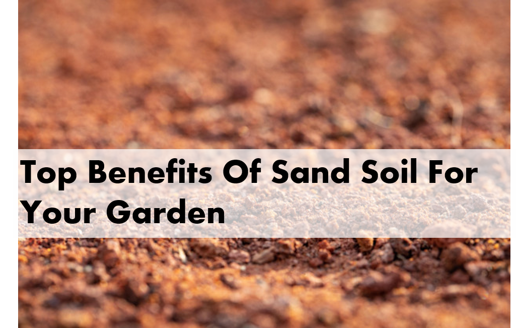 Top Benefits Of Sand Soil For Your Garden