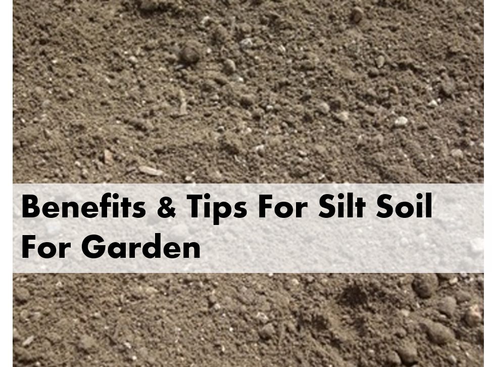Benefits & Tips For Silt Soil For Garden