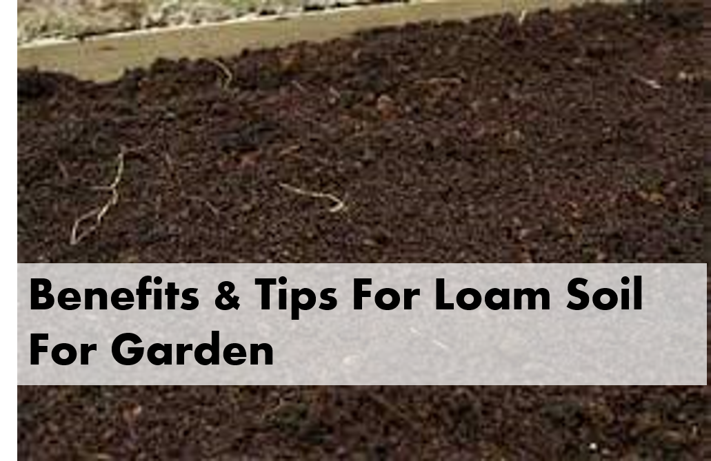 Benefits & Tips For Loam Soil For Garden