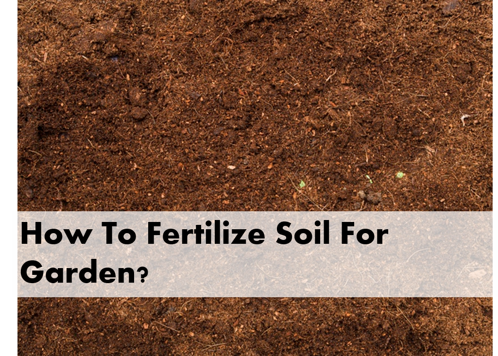 How To Fertilize Soil For Garden?