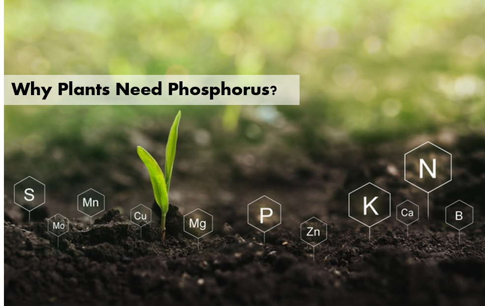 Why Plants Need Phosphorus?