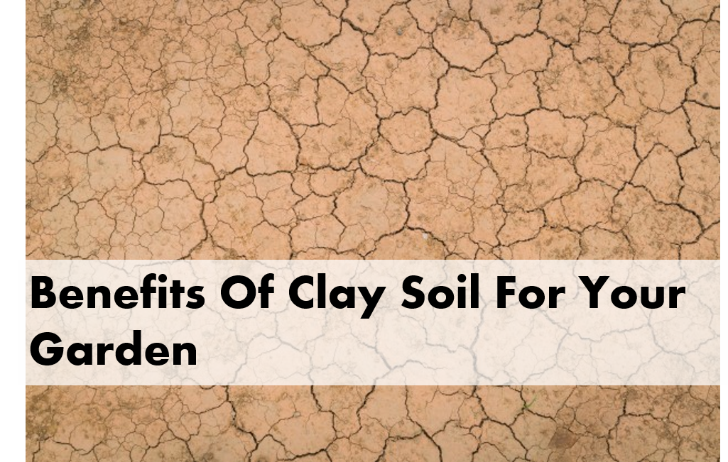 Benefits Of Clay Soil For Your Garden