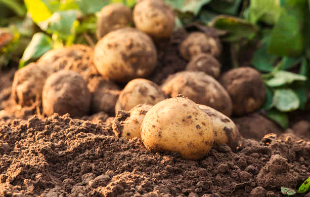 Planting Potatoes in No-Dig Garden Beds