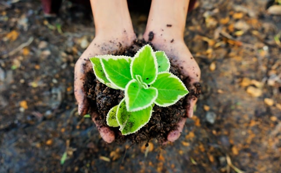 Prevention of Soil Erosion In an Eco-Garden