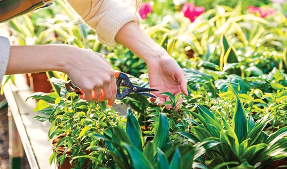 Pruning the Plants in Raised Bed Gardening