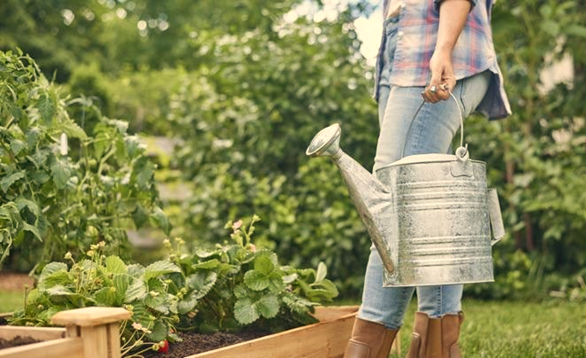 Taking Care of Plants in Raised Garden Beds