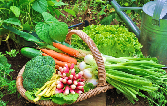 Tips for Growing Vegetables in an Eco-Garden