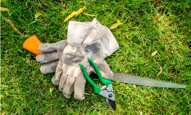 Tools for Pruning the Plants in Raised Beds