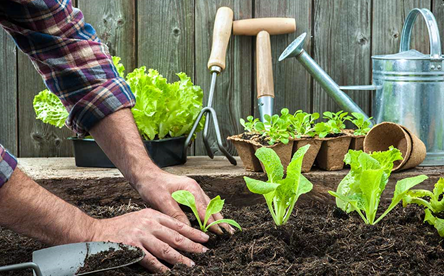 Types of Soil for Eco-Gardening