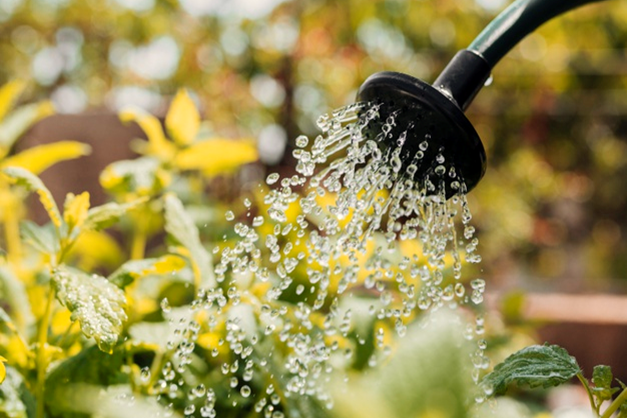 Ways of Watering an Eco-Garden