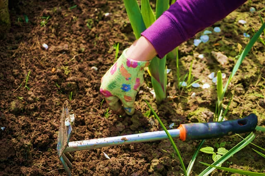 Ways to Clean Raised Garden Beds