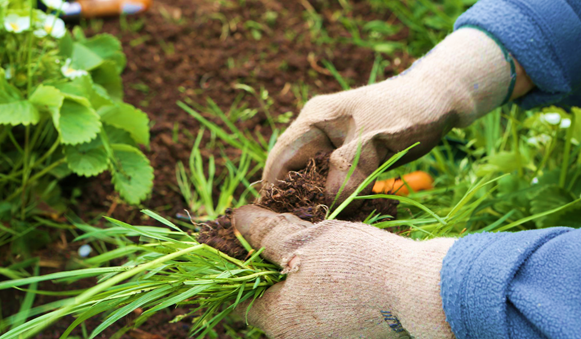 Ways to Remove Grass from Garden Beds