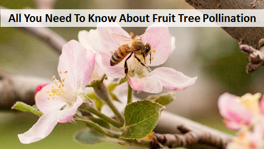 All You Need To Know About Fruit Tree Pollination