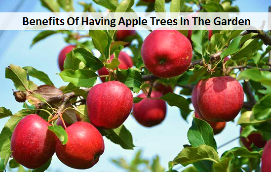 Benefits Of Having Apple Trees In The Garden