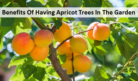 Benefits Of Having Apricot Trees In The Garden