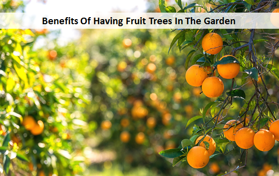 Benefits Of Having Fruit Trees In The Garden