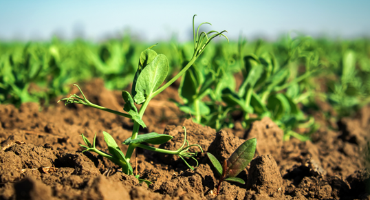 Benefits of Green Manure for Gardening